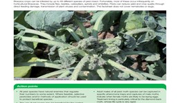 Pest insects infesting Brassica crops